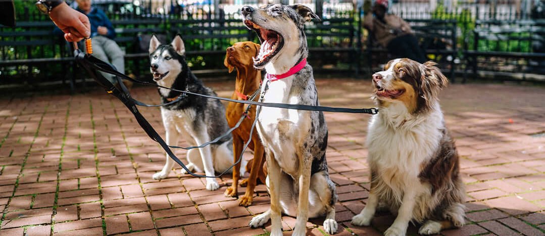 four large dogs wearing collars and leads sitting patiently waiting for a walk