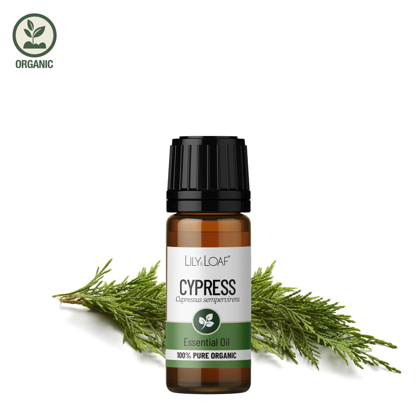 Bottle of Lily & Loaf Cypress essential oil with green leaves on a white background