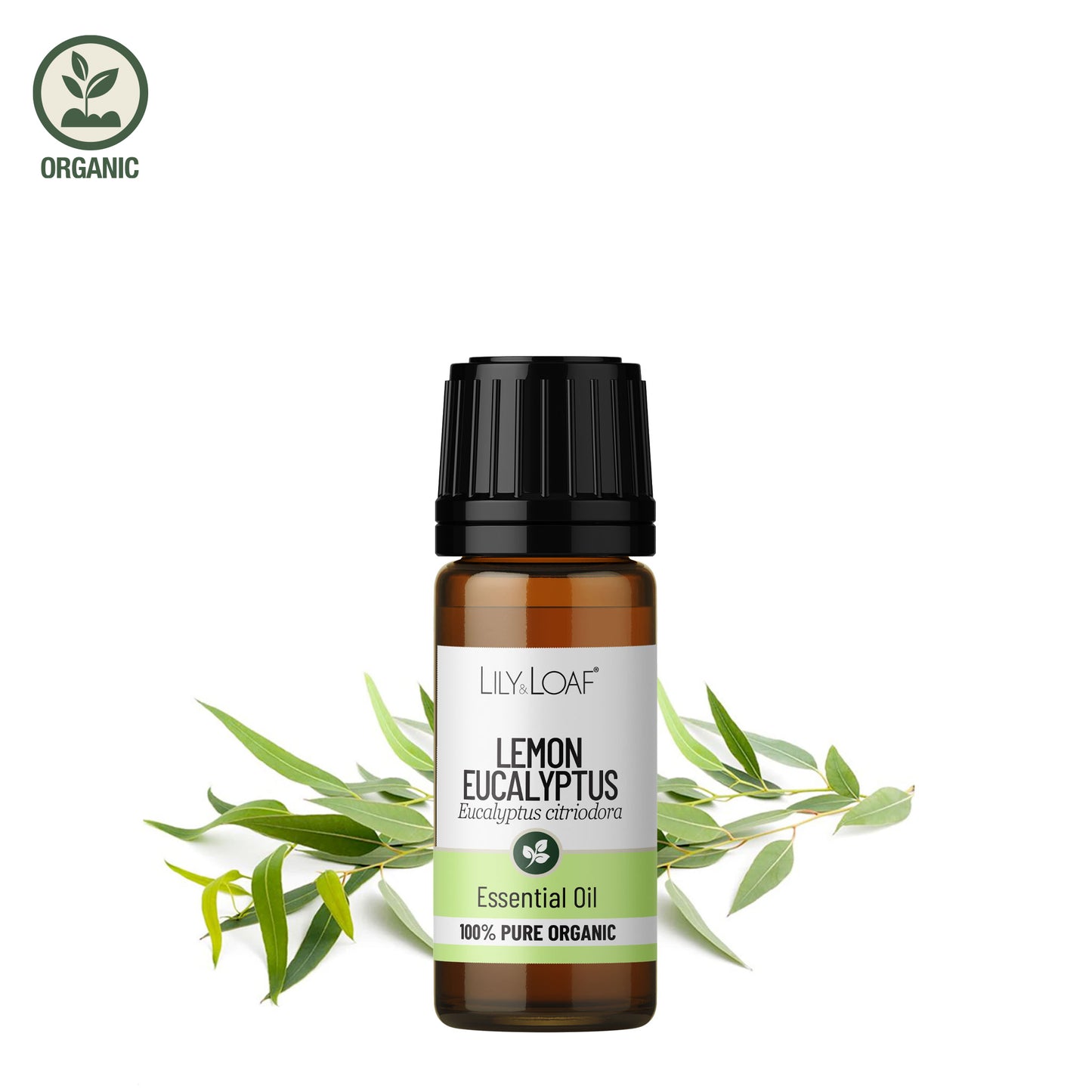 Lemon Eucalyptus essential oil bottle with leaves on a white background
