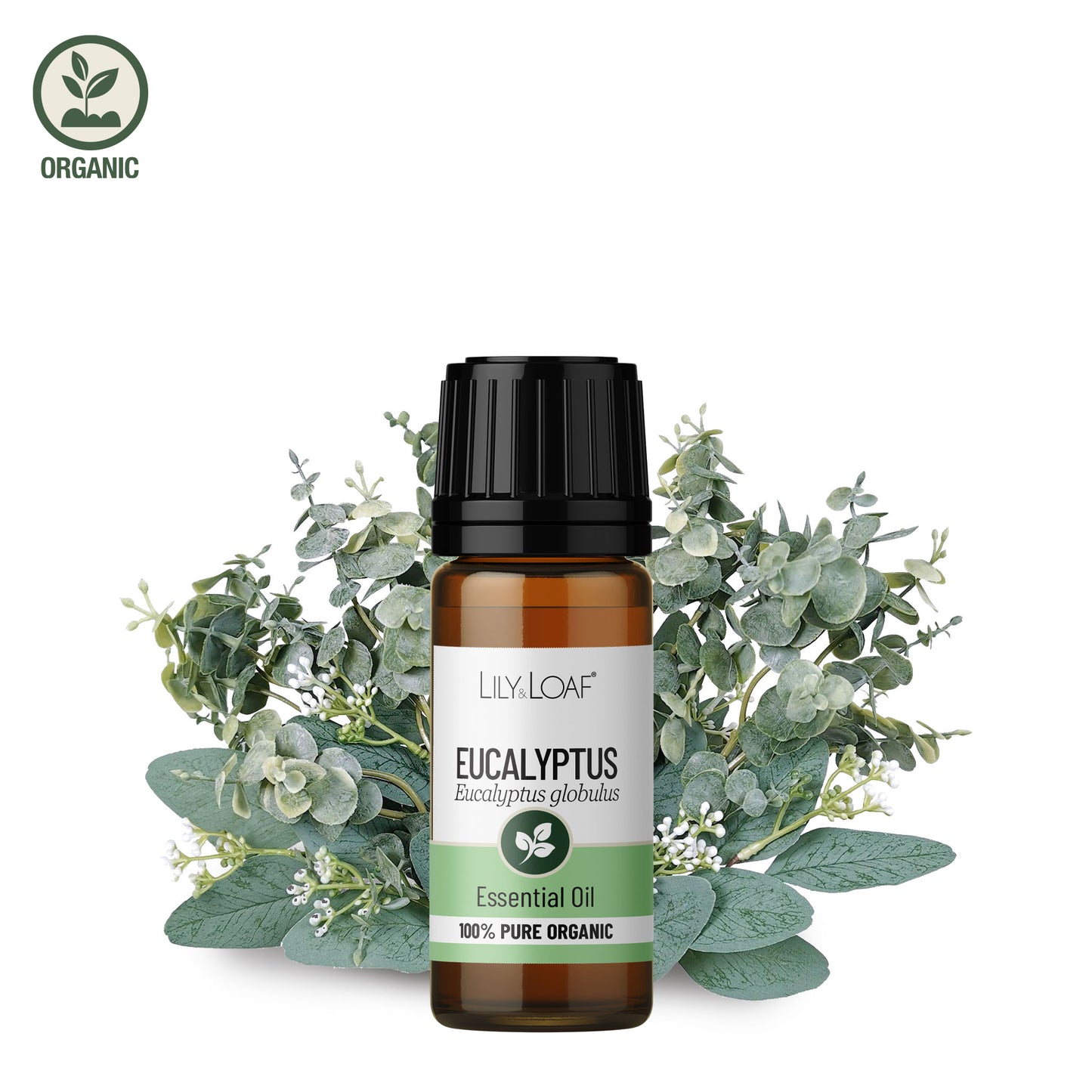 Eucalyptus Organic Essential Oil and ingredients