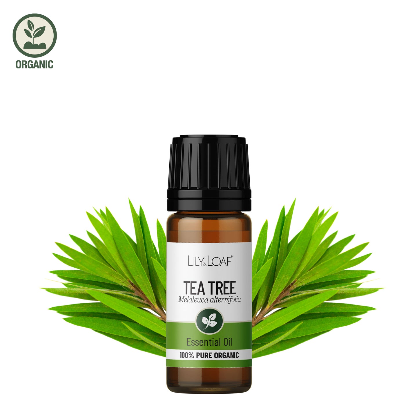 Tea Tree Organic Essential Oil ingredients