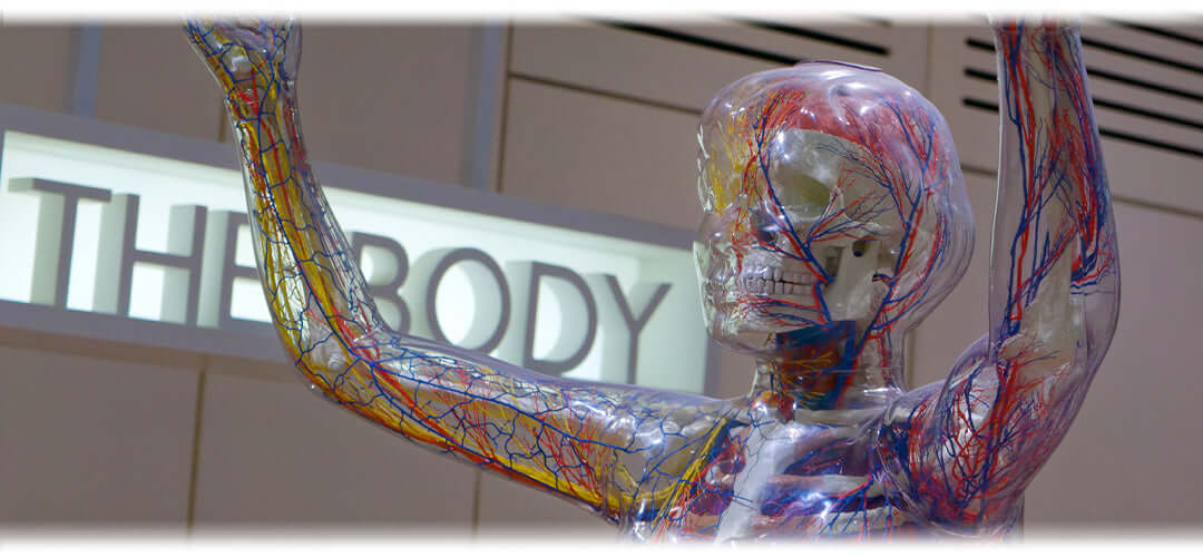 A plastic model of a human body where nerve pathways are shown in different colours
