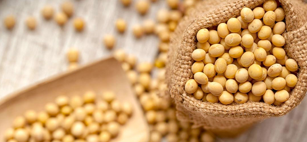 Soy isoflavones soy beans