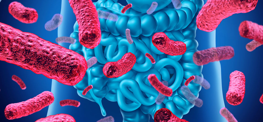 A healthy digestive system and gut microbiome