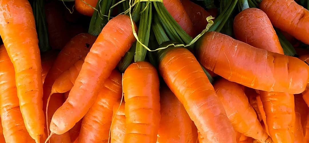 bunch of fresh carrots