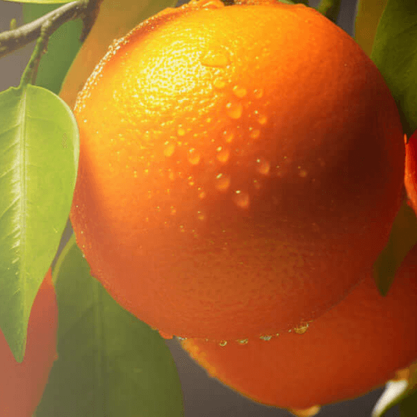 Close-up of a bright orange fruit with water droplets on a branch.