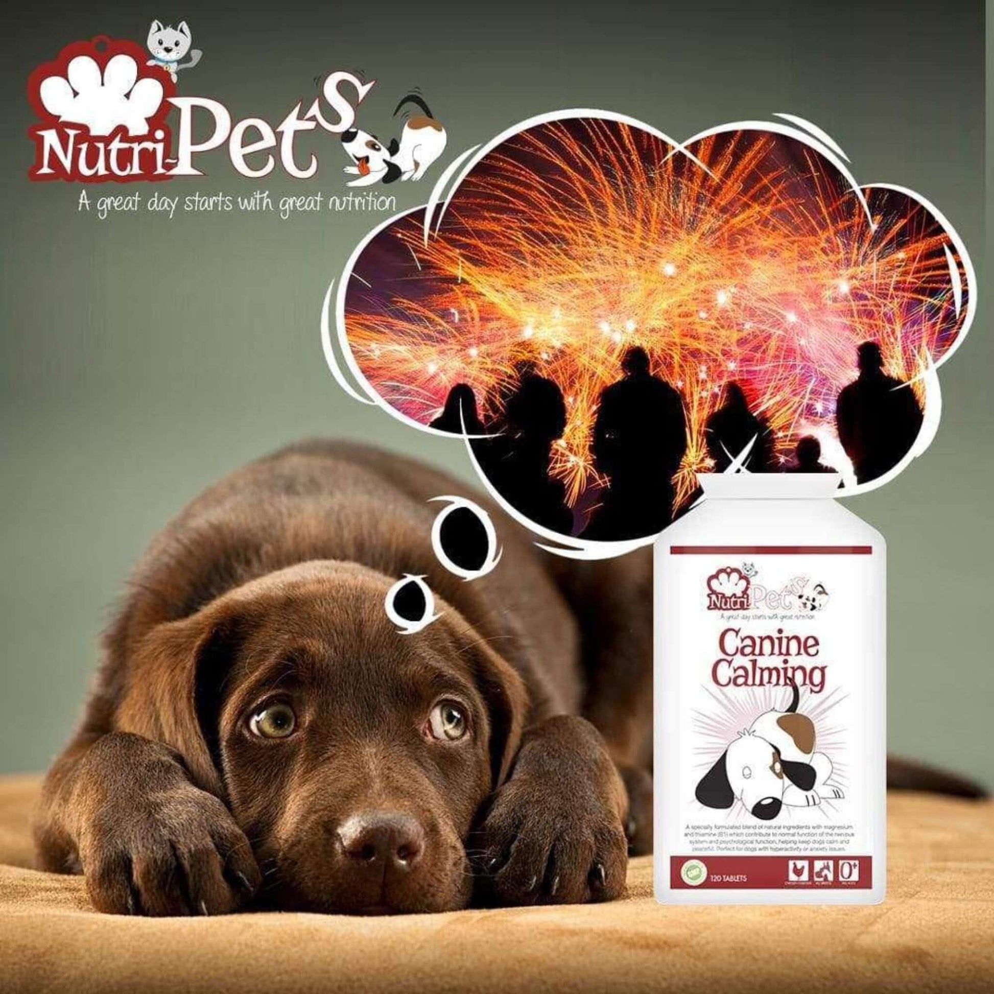 A chocolate Labrador with a worried expression with a cartoon thought bubble depicting fireworks, a bottle of Canine Calming is in the foreground