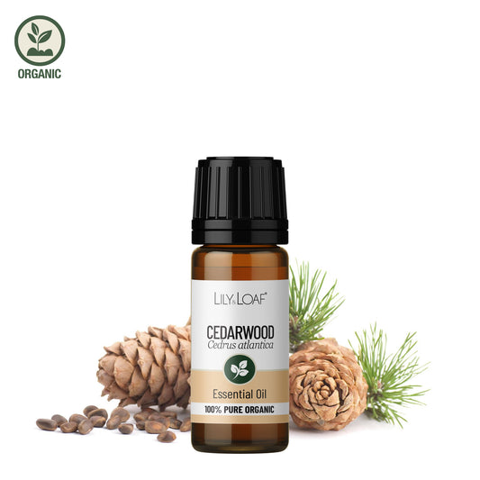 Cedarwood Atlas Organic Essential Oil in front of cedarwood pine cones and firs