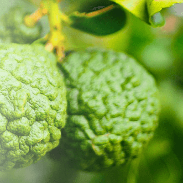Close Up shot of Bergamot fruit on a tree