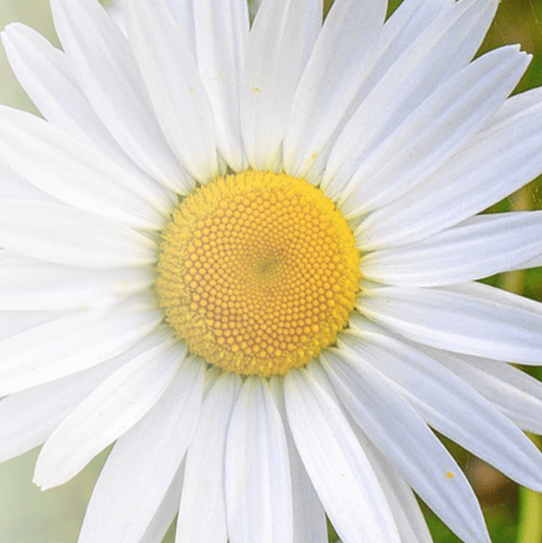 Close up of a chamomile flower