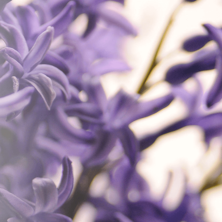 Close Up of Patchouli Flowers