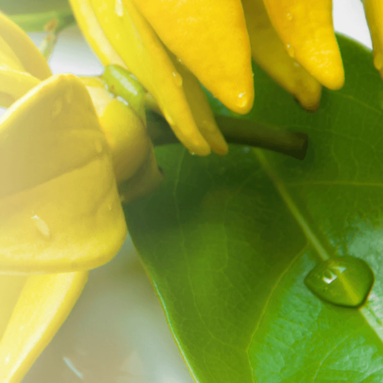 Close Up of Ylang Ylang flower