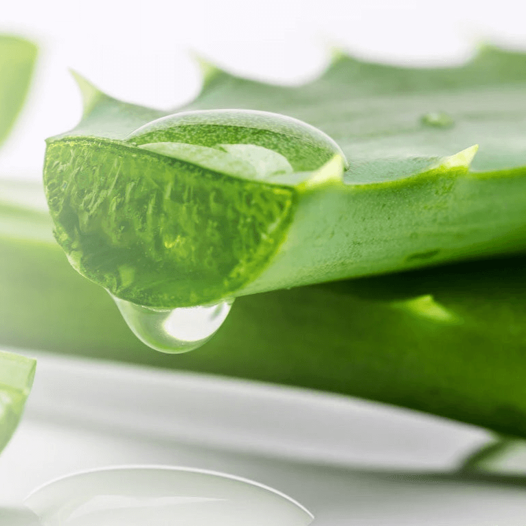 A close up shot of Aloe Vera stems