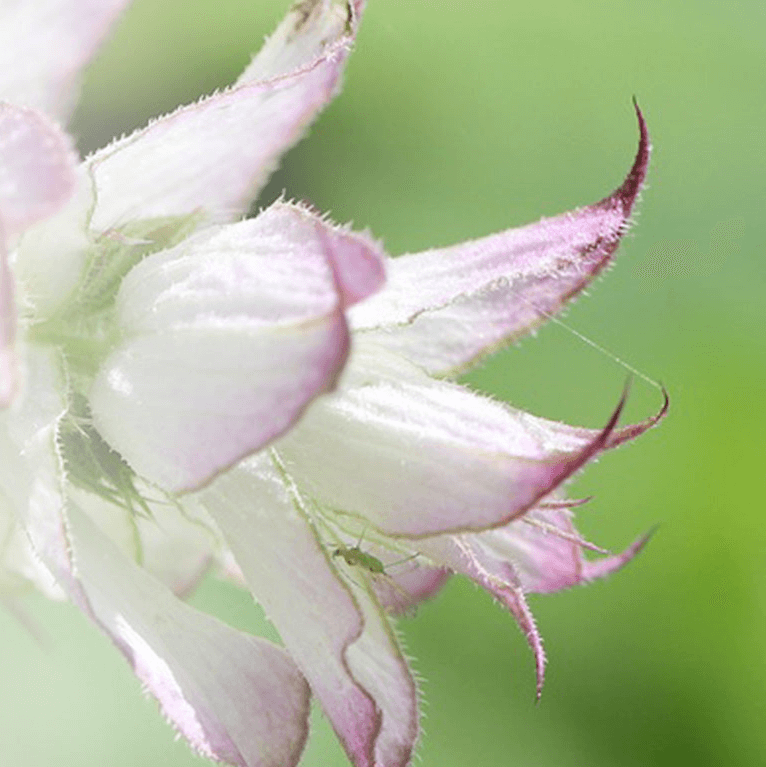 Close up shot of clary sage flower