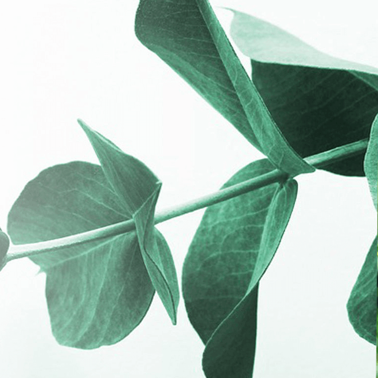 Close up shot of eucalyptus leaves