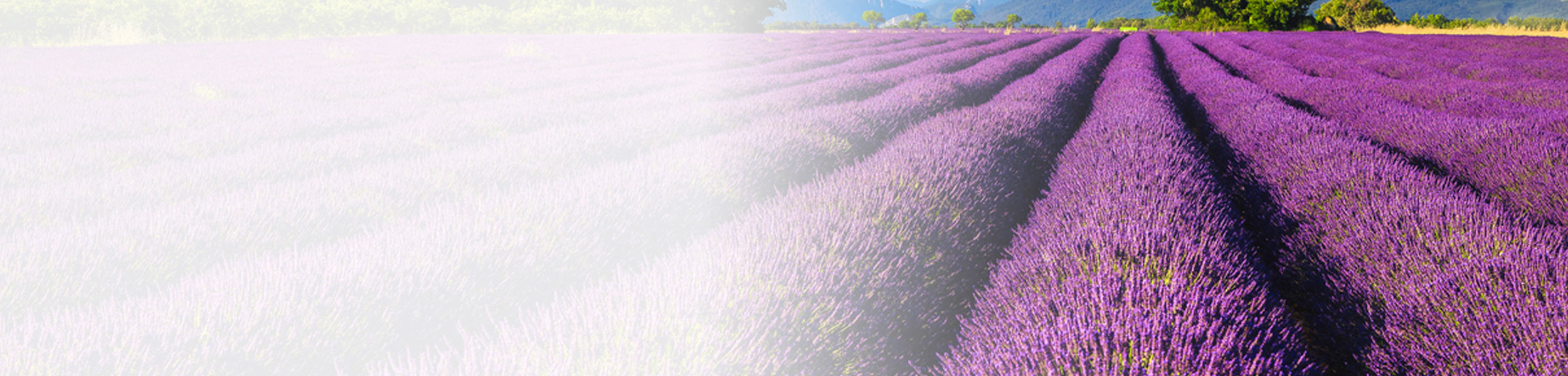 lavender field