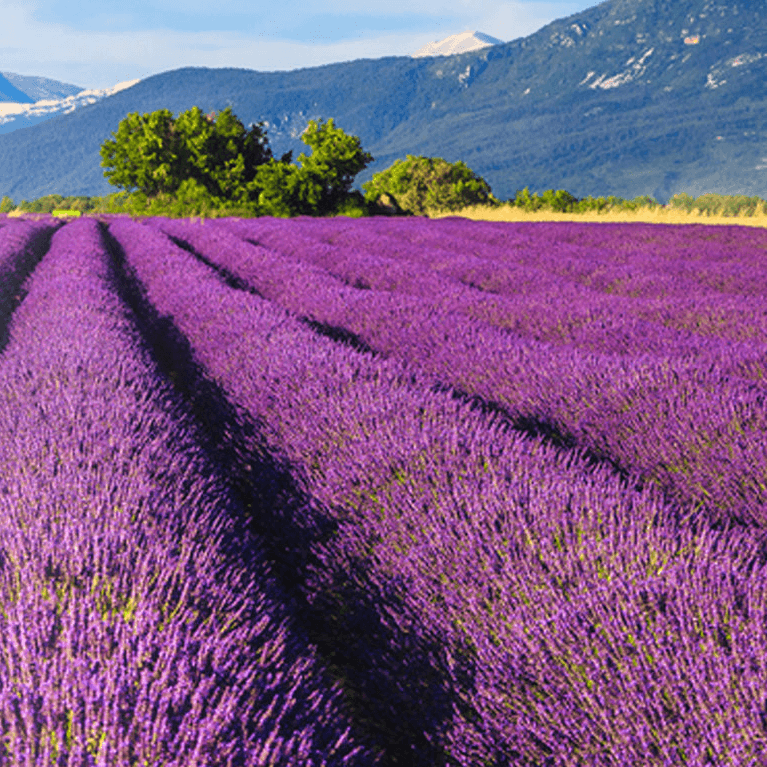 Field of Lavender