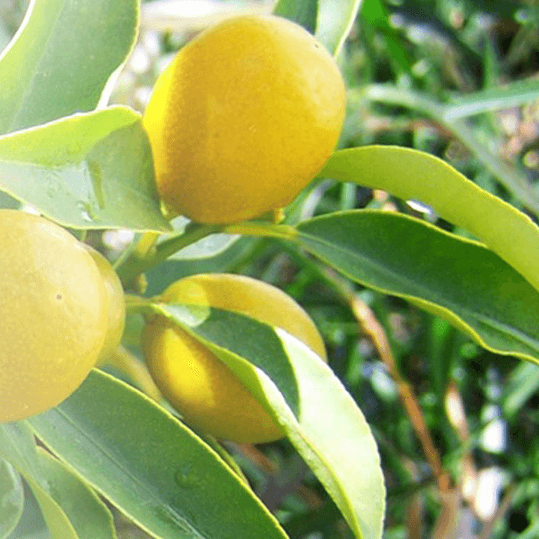 Close Up of Lemons on a tree
