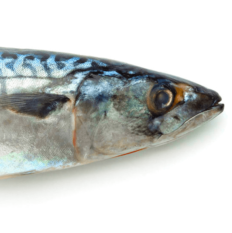 A close up of a mackerel head