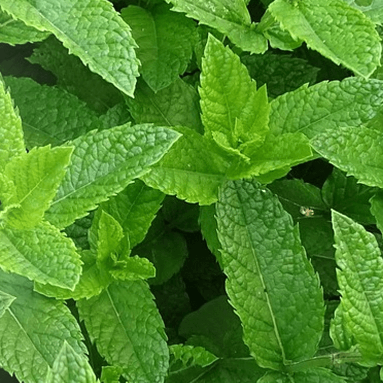 Close Up of peppermint leaves