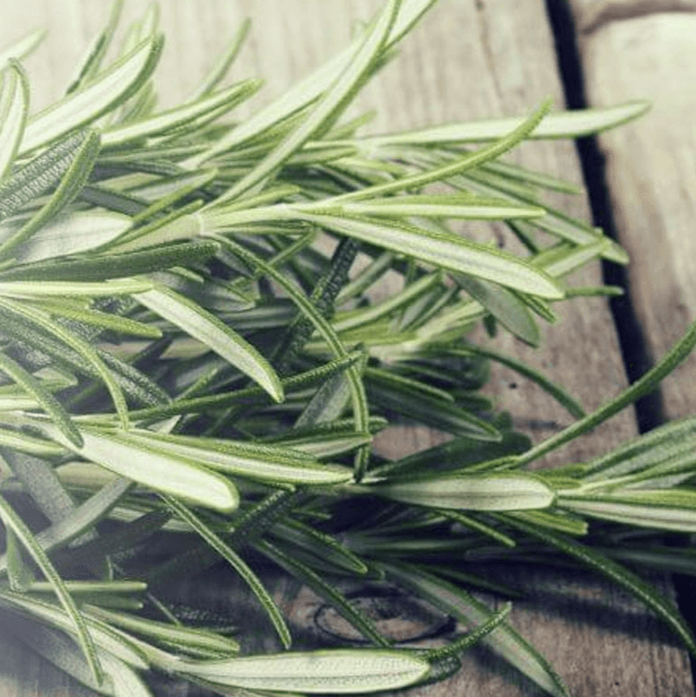 Close Up of Rosemary Sprigs