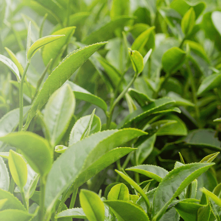 Close Up of Tea Tree Plant