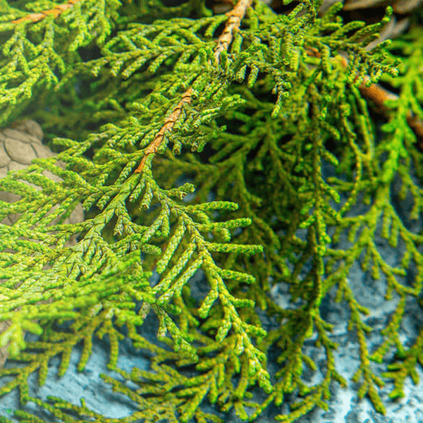 Close-up of green evergreen Cypress branches on a textured surface