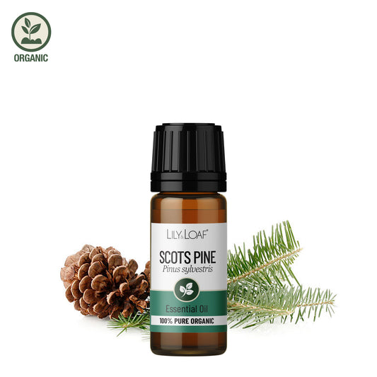 Scots Pine Organic Essential Oil