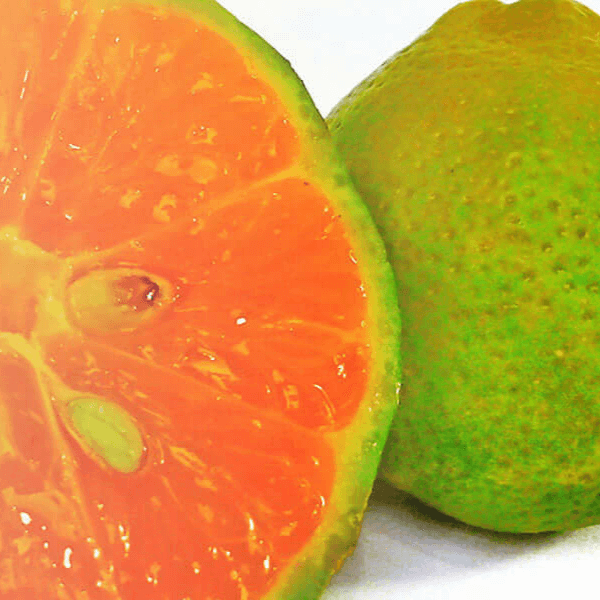 Close-up of a halved green mandarin fruit with a green exterior on a white background