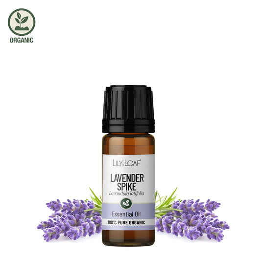 Spike Lavender essential oil bottle with lavender flowers on a white background