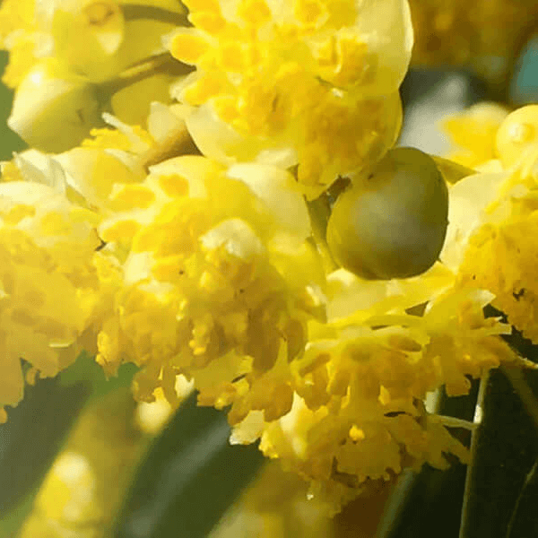 Close-up of yellow May Chang flowers with green leaves