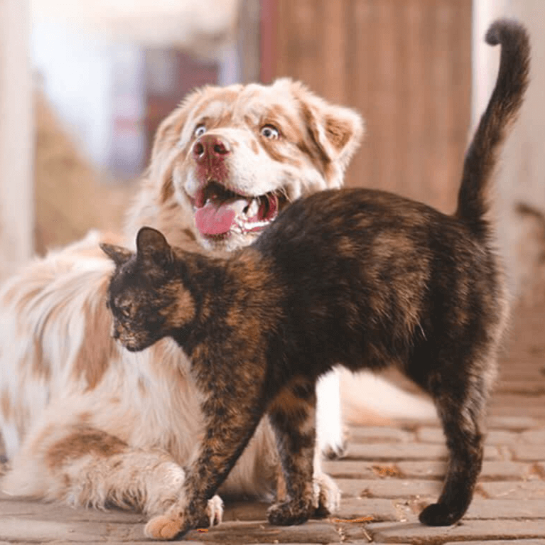 Happy dog and cat together, symbolising the importance of balanced nutrition and well-being for pets