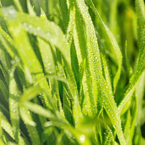 Close-up of palma rosa grass with water droplets
