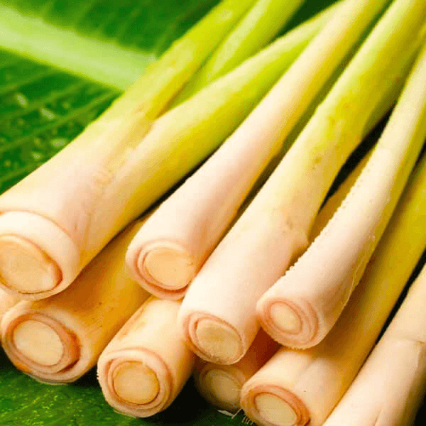 Fresh citronella stalks laid on a green banana leaf background