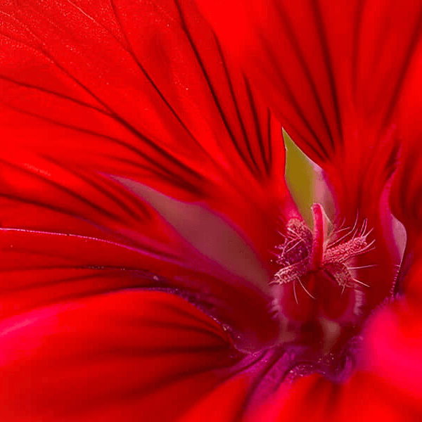 Macro close-up of a vibrant red geranium flower showing petal texture and stamens