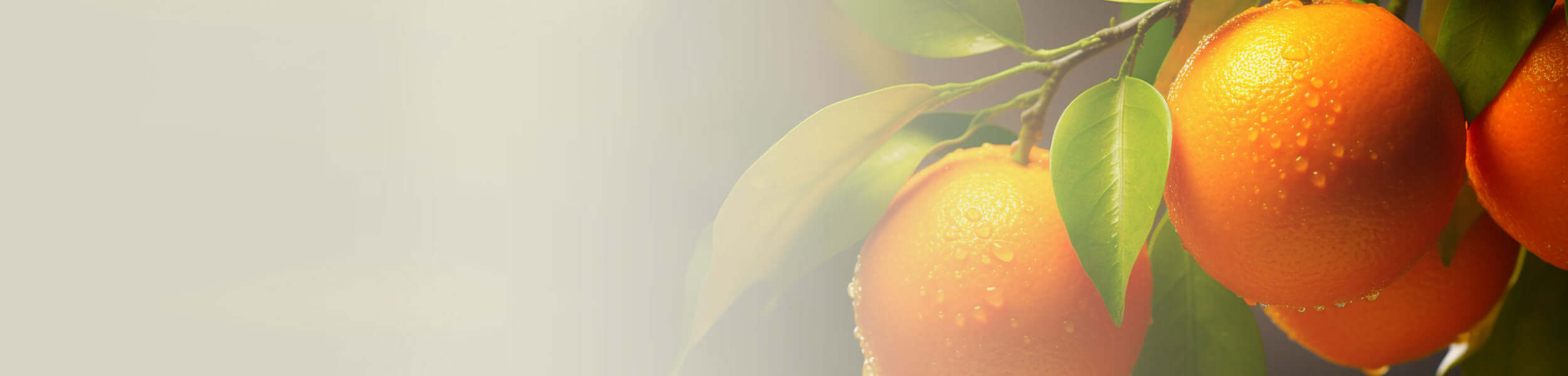 Fresh bitter oranges hanging on a tree branch, covered in dewdrops, used for Bitter Orange essential oil extraction.