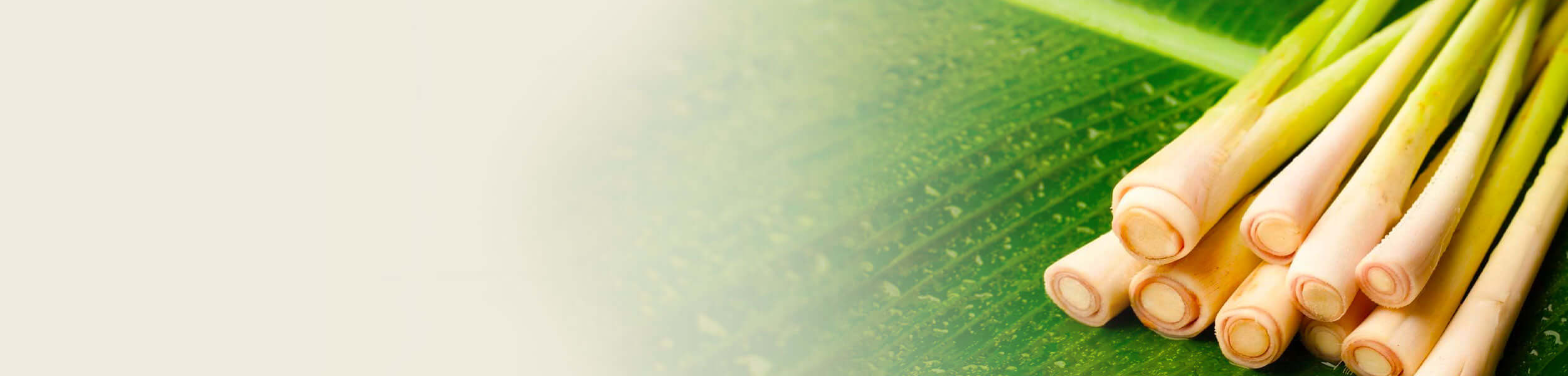 Fresh citronella stalks on a green leaf background, promoting the Citronella Essential Oil Guide.
