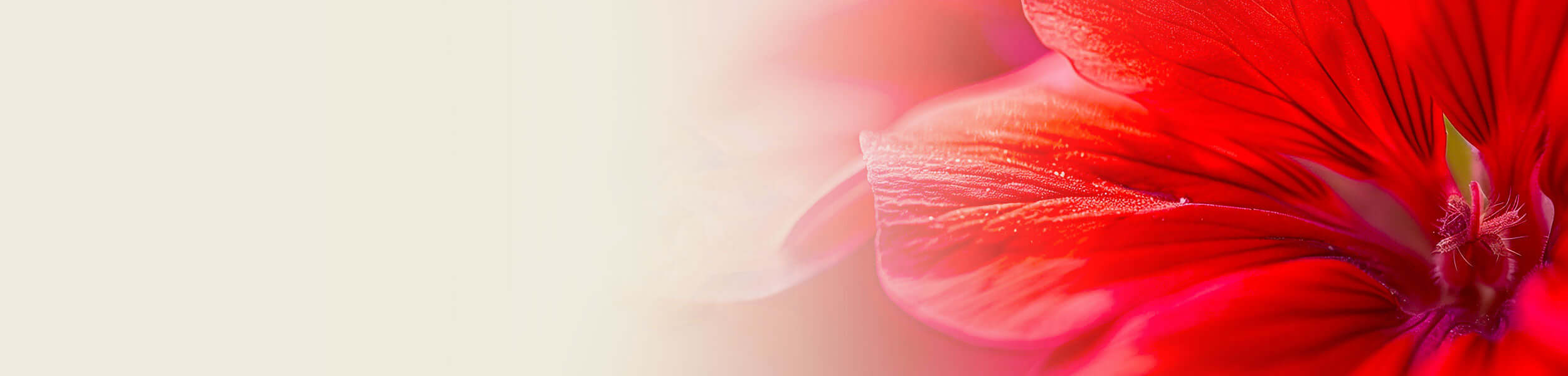 Close-up of a vibrant red geranium flower with soft lighting, promoting the Geranium Essential Oil Guide.