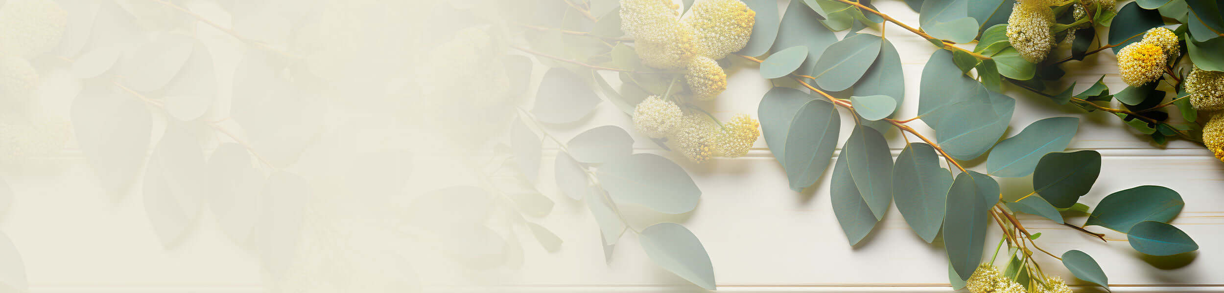 Fresh lemon eucalyptus branches with round green leaves and yellow blossoms, placed on a white wooden surface.