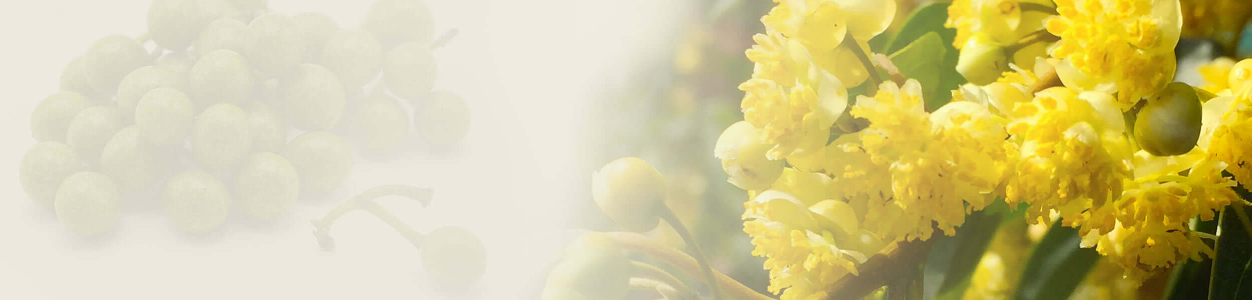 Bright yellow May Chang flowers in full bloom, with delicate clustered petals, alongside unripe green fruits on a branch.