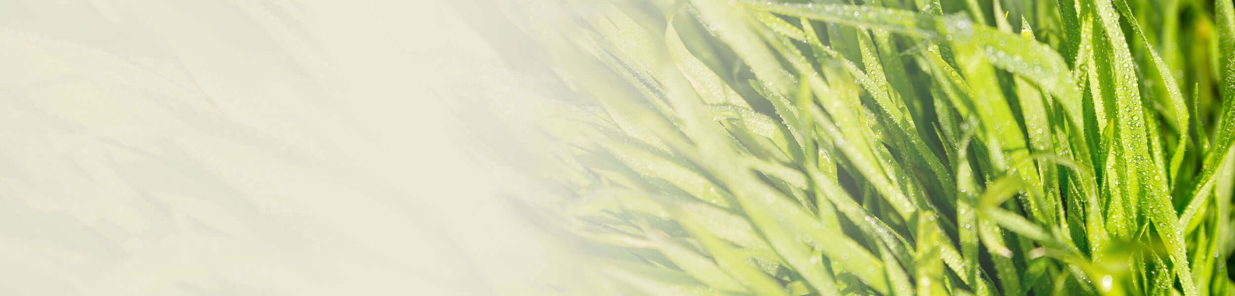 Vibrant green palma rosa grass with fresh dewdrops on long, slender blades.