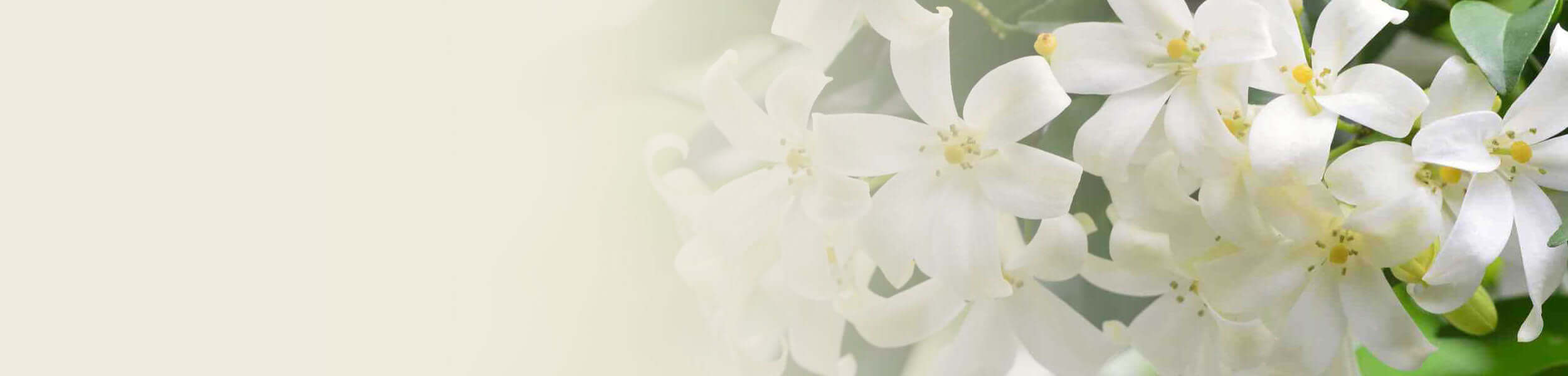 Delicate white blossoms of the bitter orange tree, representing the floral origin of Petitgrain essential oil