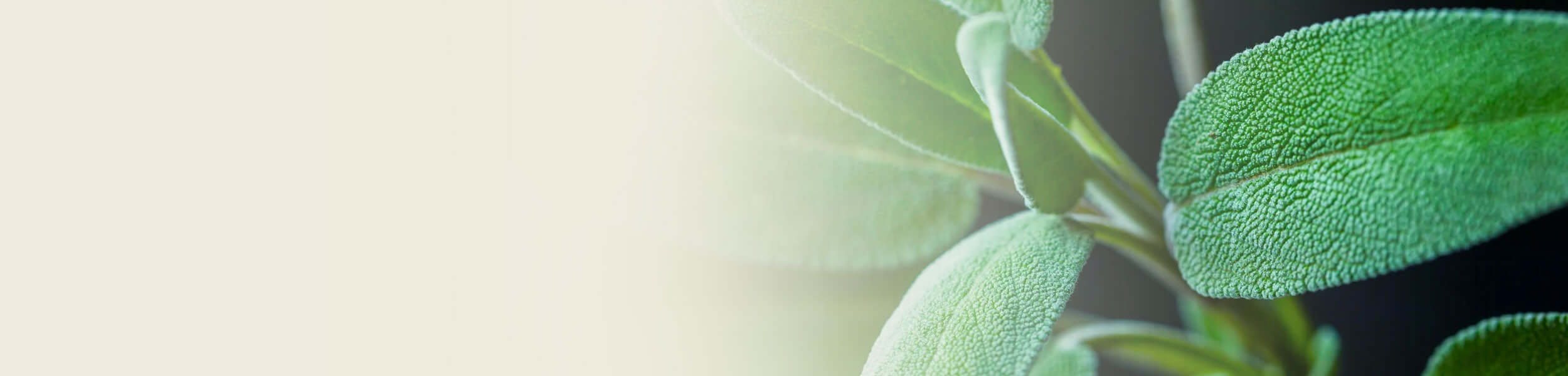 Close-up of fresh sage leaves with detailed textures, showcasing the natural source of sage essential oil.