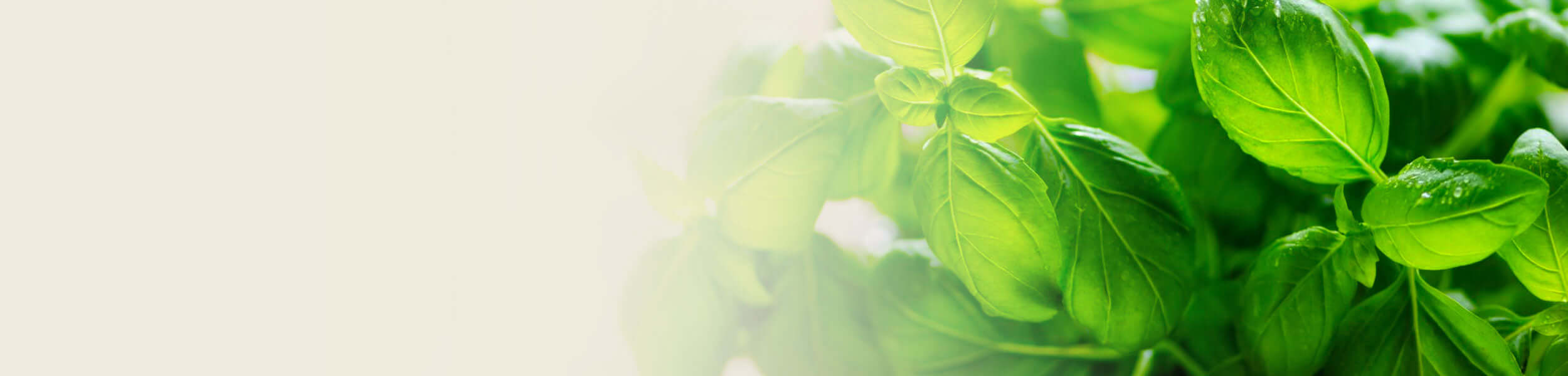 Fresh green basil leaves with a soft background, showcasing the natural vibrancy of Basil Essential Oil.