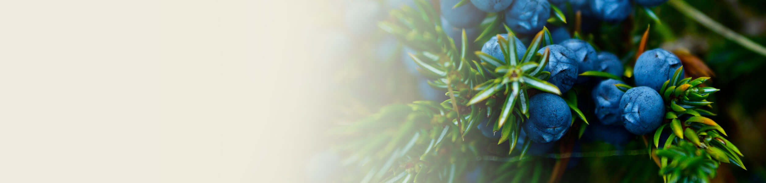Close-up of vibrant blue juniper berries growing among green spiky leaves, showcasing the botanical source of juniper essential oil.