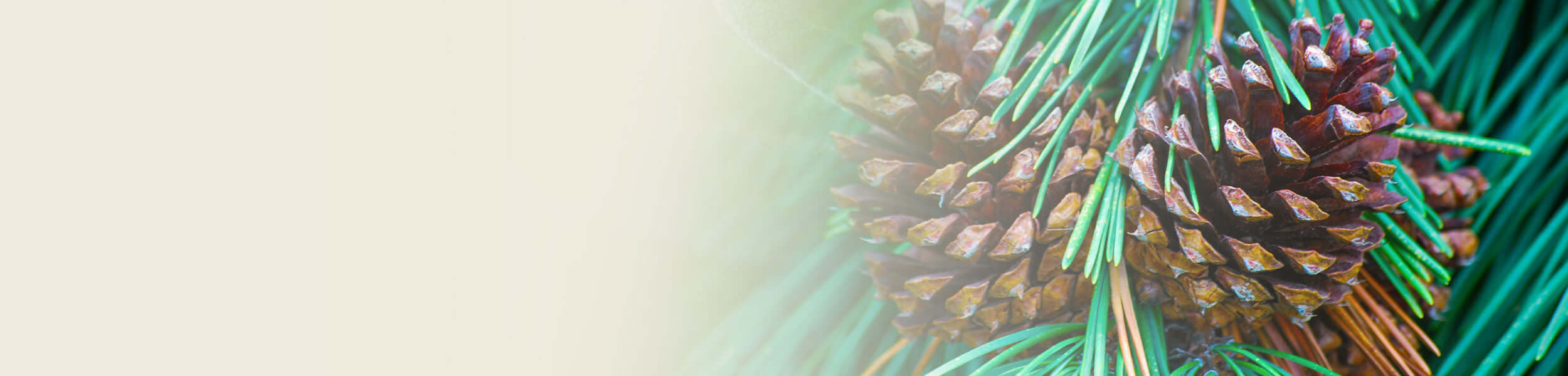 Close-up of Scots pinecones nestled among vibrant green needles, highlighting the natural source of Scots pine essential oil.