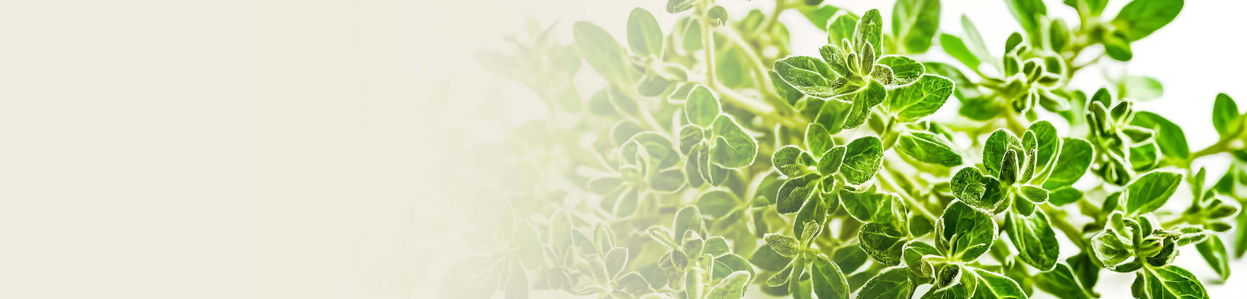 Fresh green thyme leaves with a bright white background, representing the natural essence of White Thyme Essential Oil.