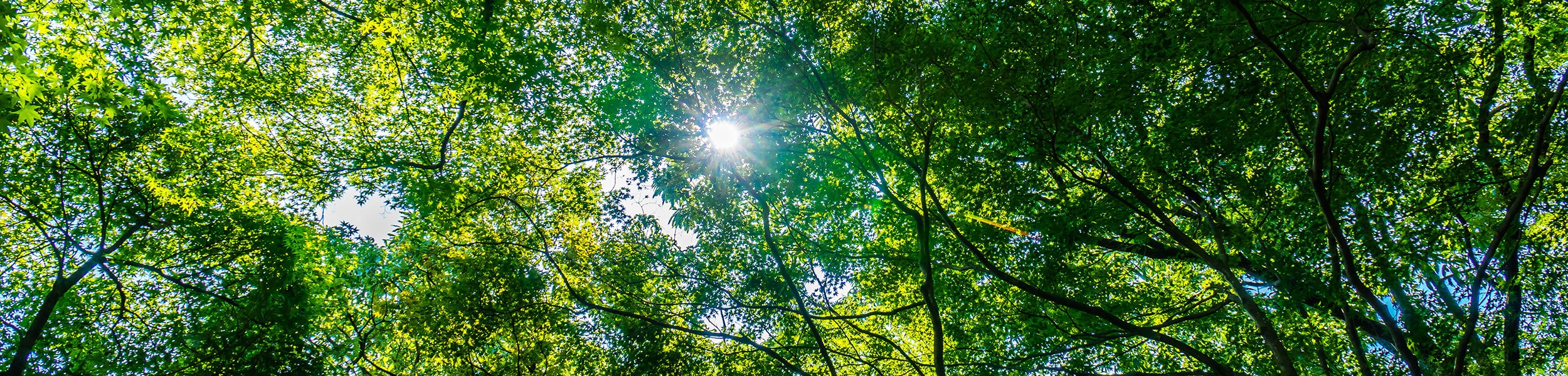 A forest canopy looking up from the ground