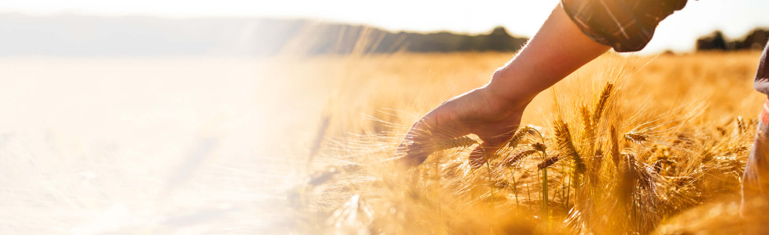 golden wheat field with farmers hand brushing over the crop