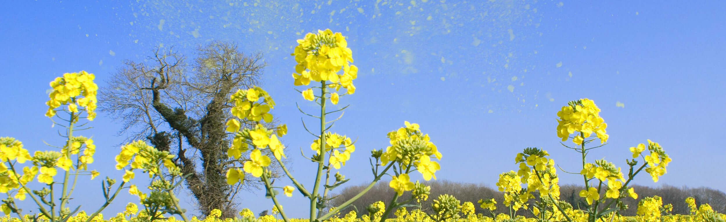 a field of yellow flowers with pollen in the air